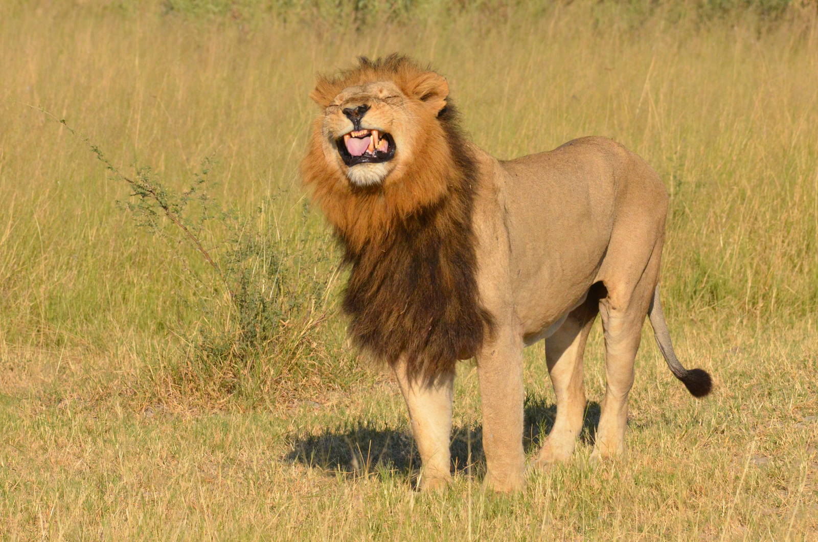 South-west African Lion (Flehmen Response), Moremi Game Reserve, Botswana,