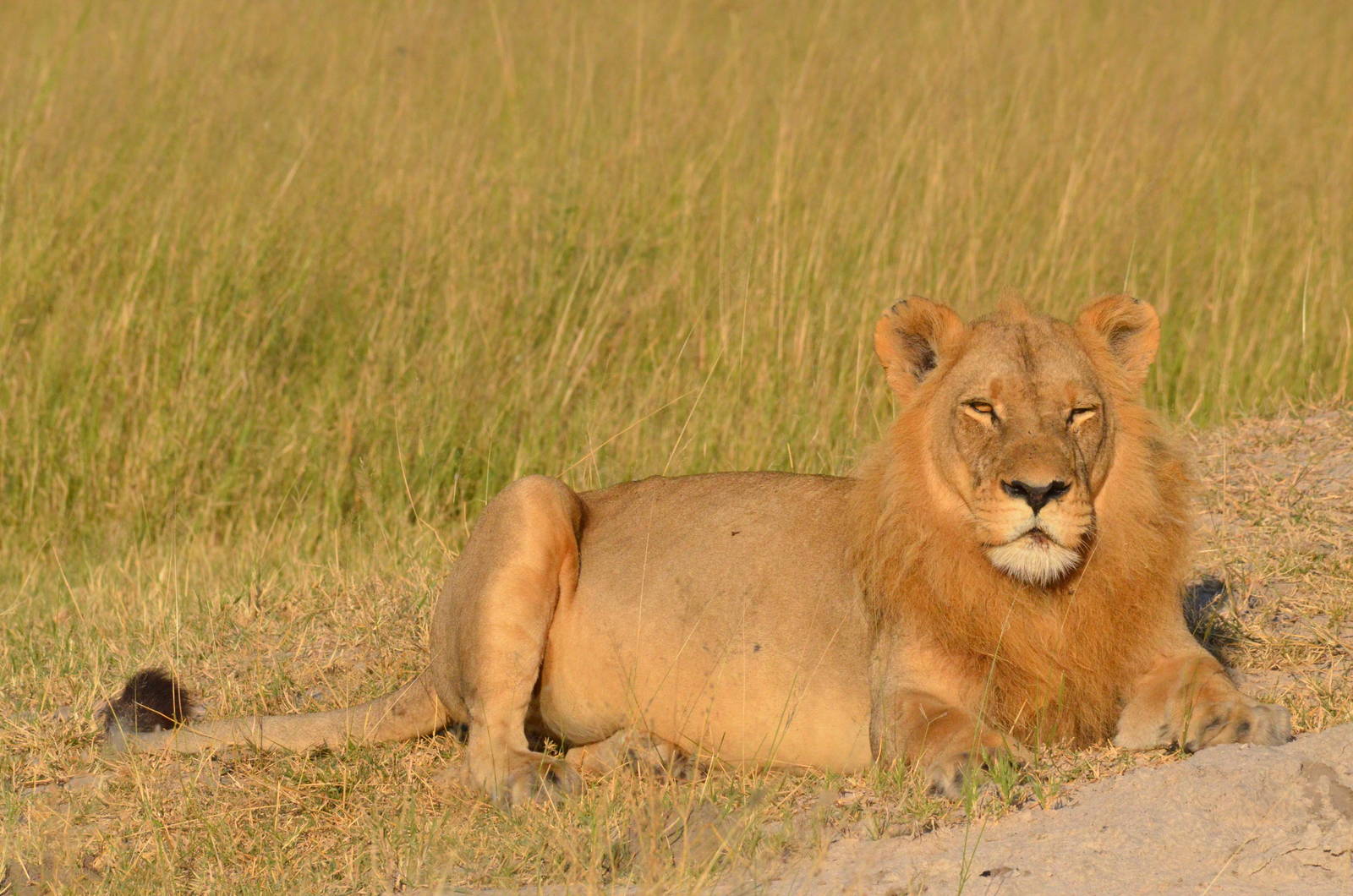 South-west African Lion, Moremi Game Reserve, Botswana, 28/04/16