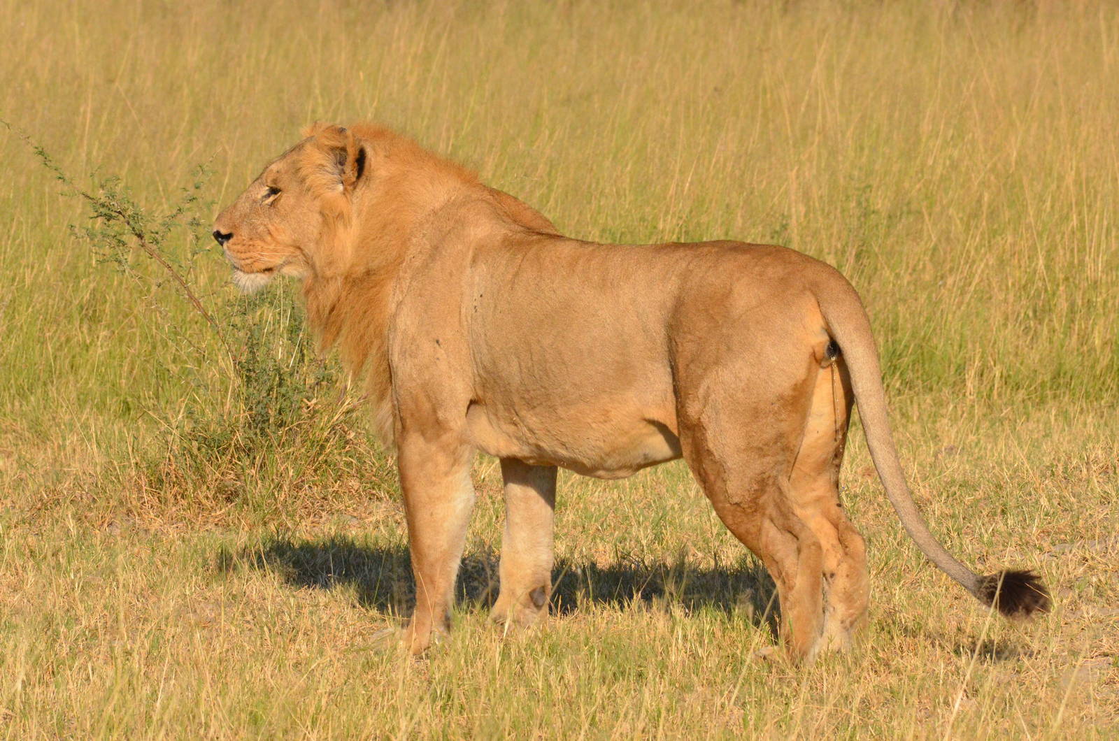 South-west African Lion, Moremi Game Reserve, Botswana, 28/04/16