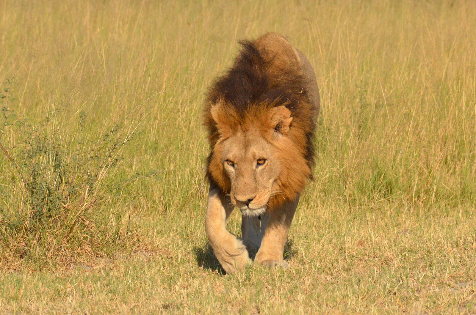 South-west African Lion, Moremi Game Reserve, Botswana, 28/04/16