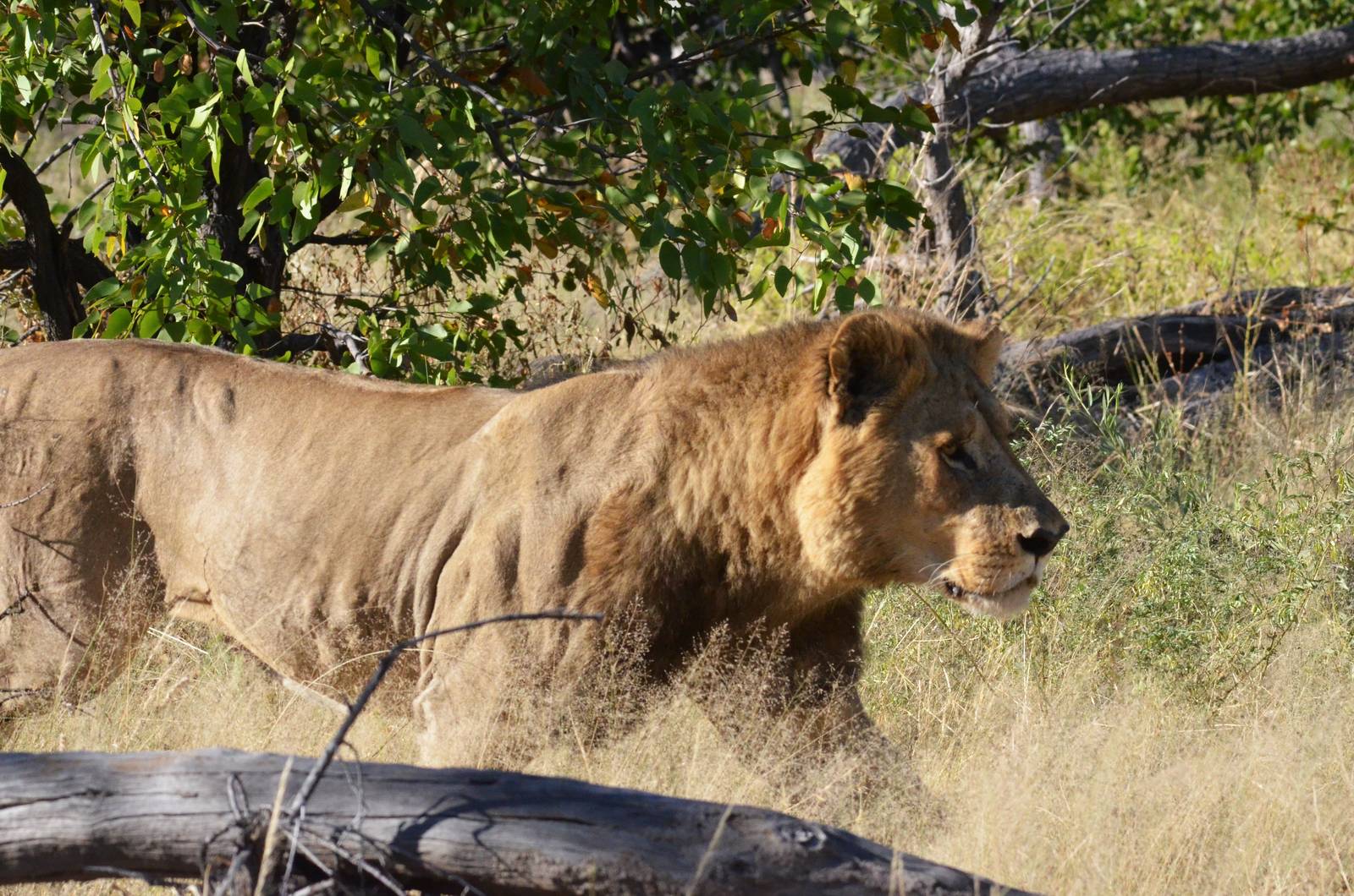 South-west African Lion, Moremi Game Reserve, Botswana, 29/04/16