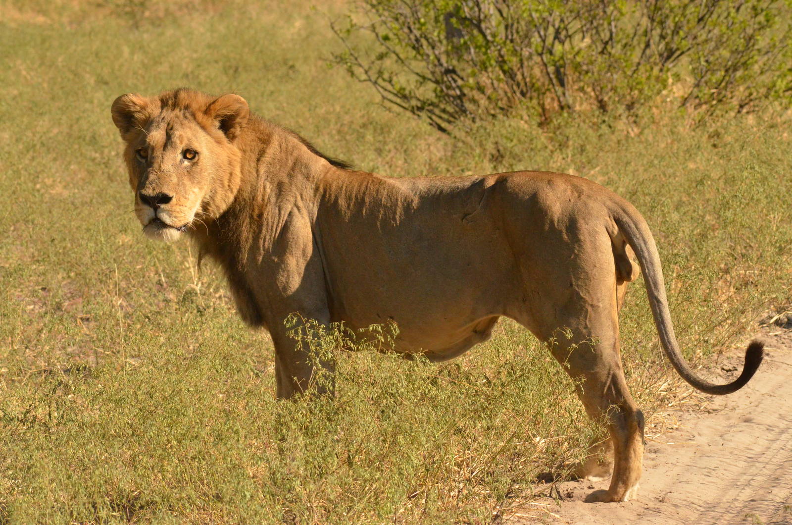 South-west African Lion, Moremi Game Reserve, Botswana, 29/04/16