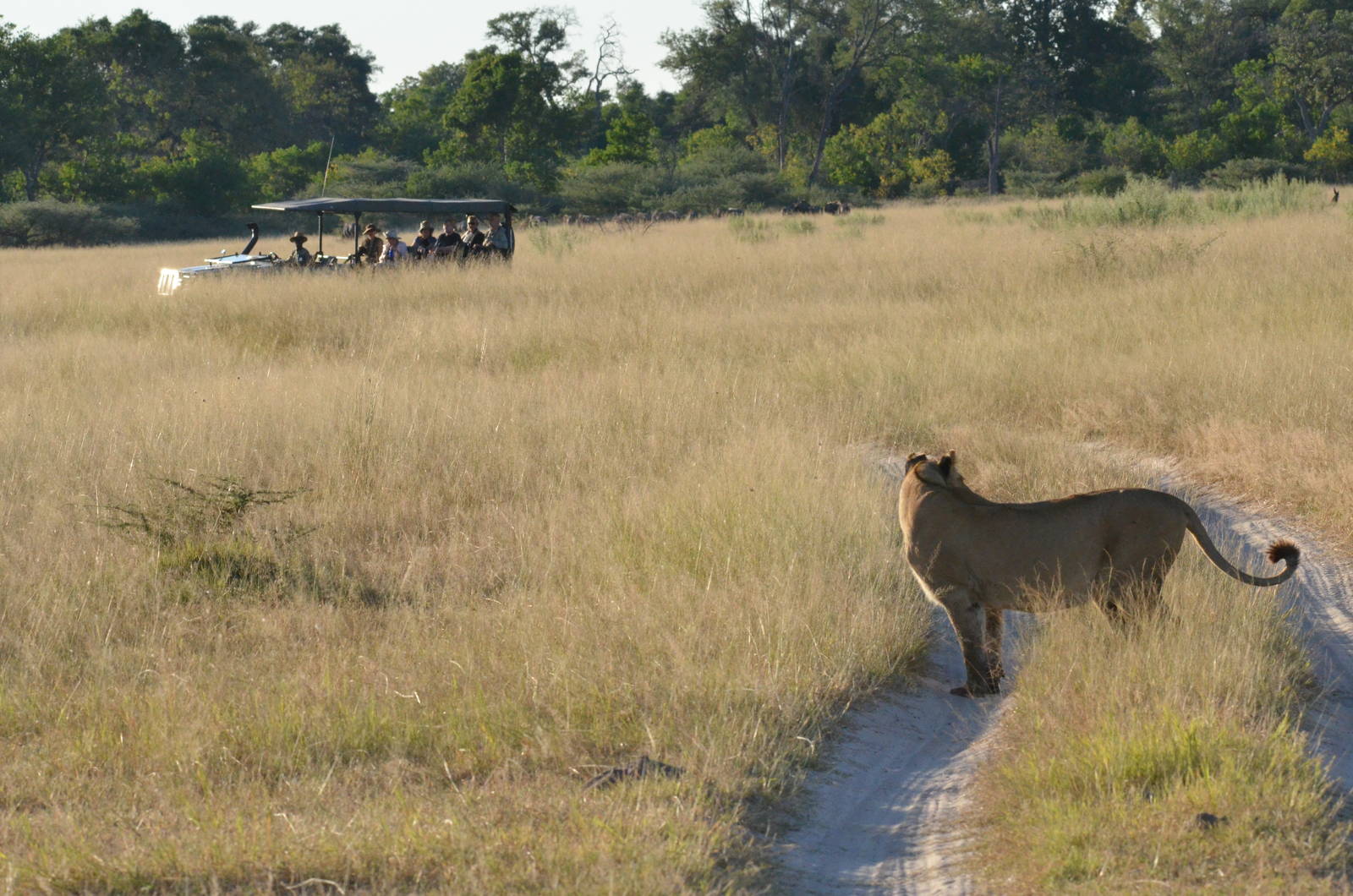 South-west African Lion, Moremi Game Reserve, Botswana, 29/04/16