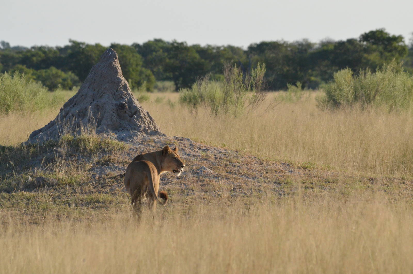 South-west African Lion, Moremi Game Reserve, Botswana, 29/04/16
