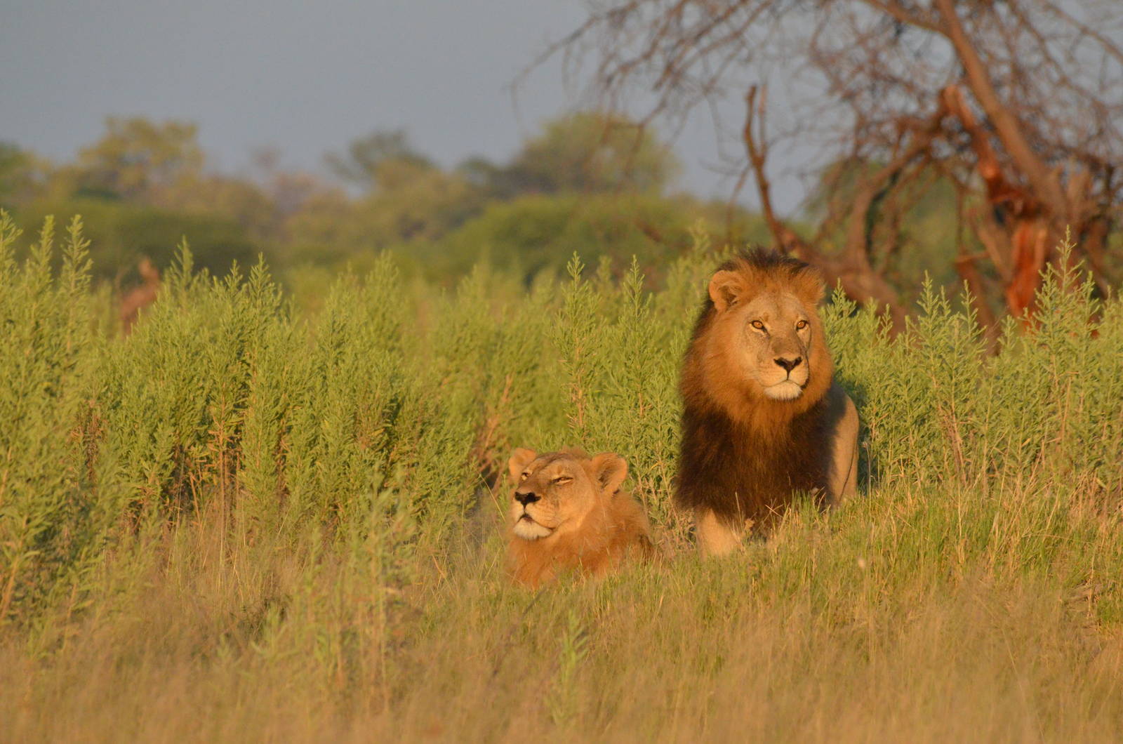 South-west African Lions, Moremi Game Reserve, Botswana, 28/04/16