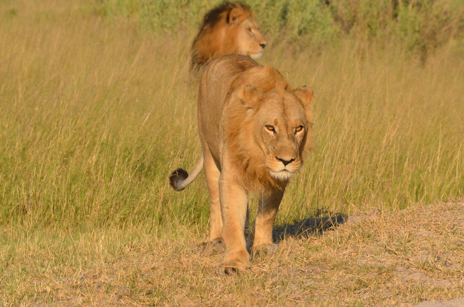 South-west African Lions, Moremi Game Reserve, Botswana, 28/04/16