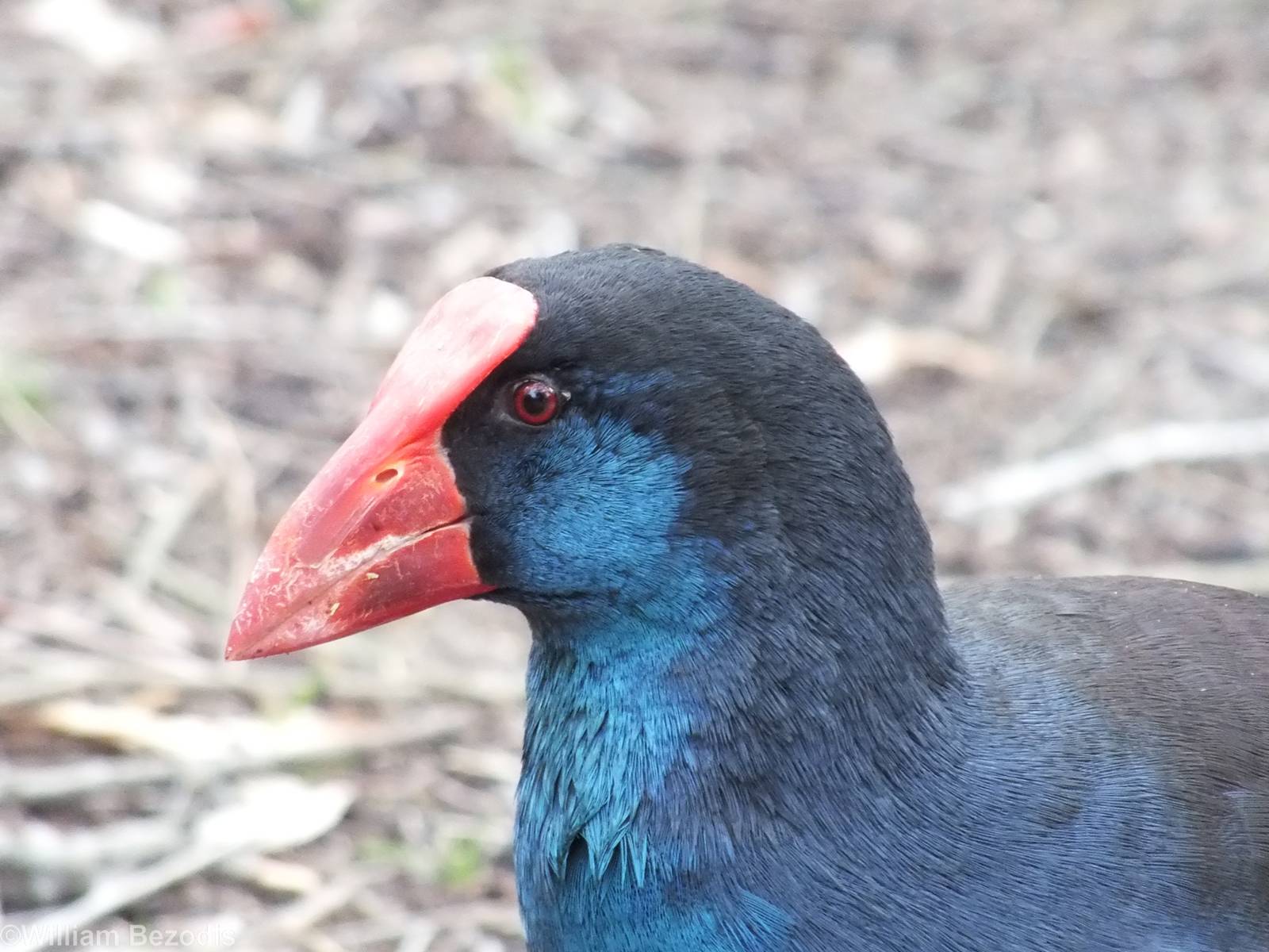 South-west Australian Purple Swamphen