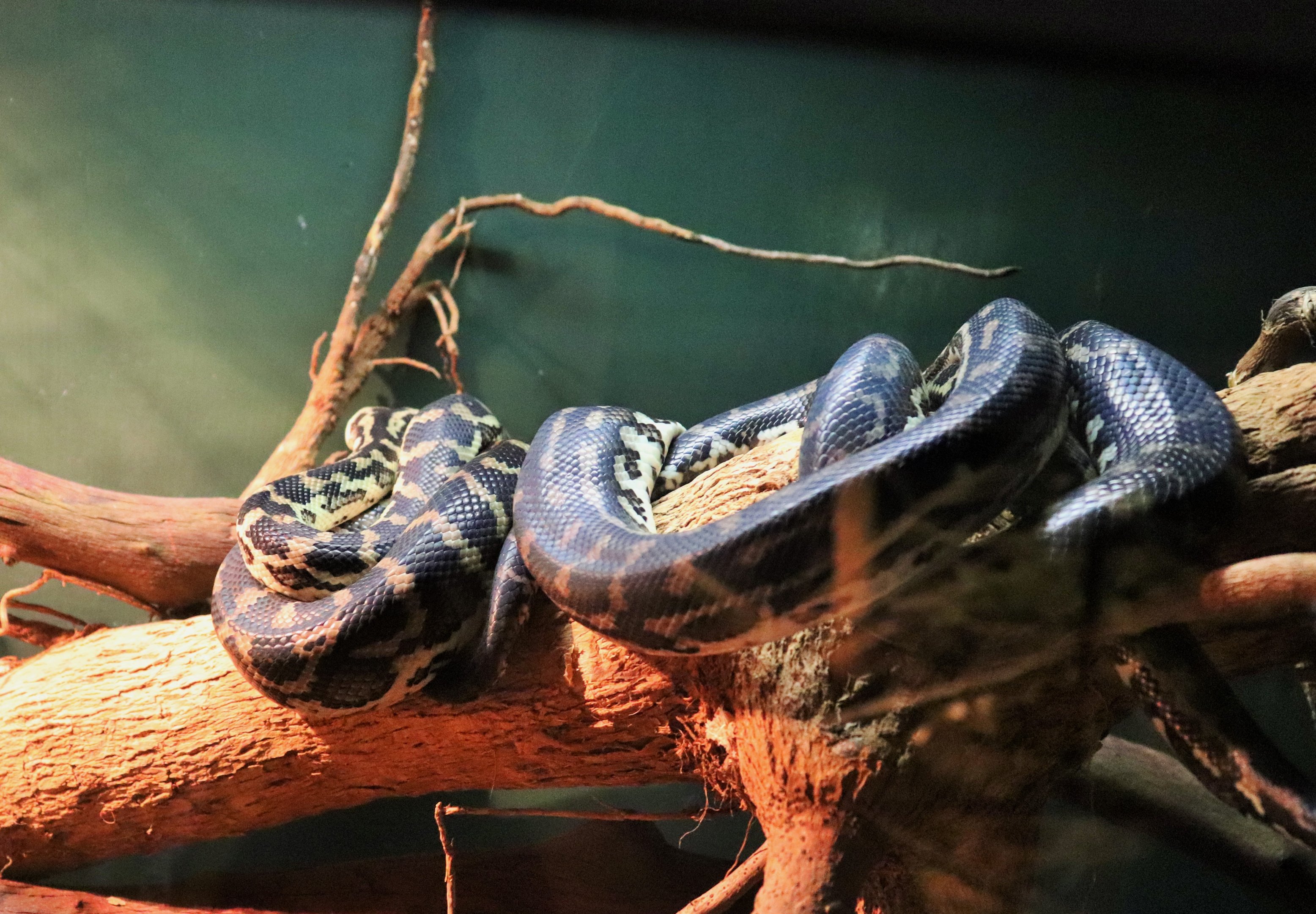 South-west Carpet Python (Morelia spilota imbricata)