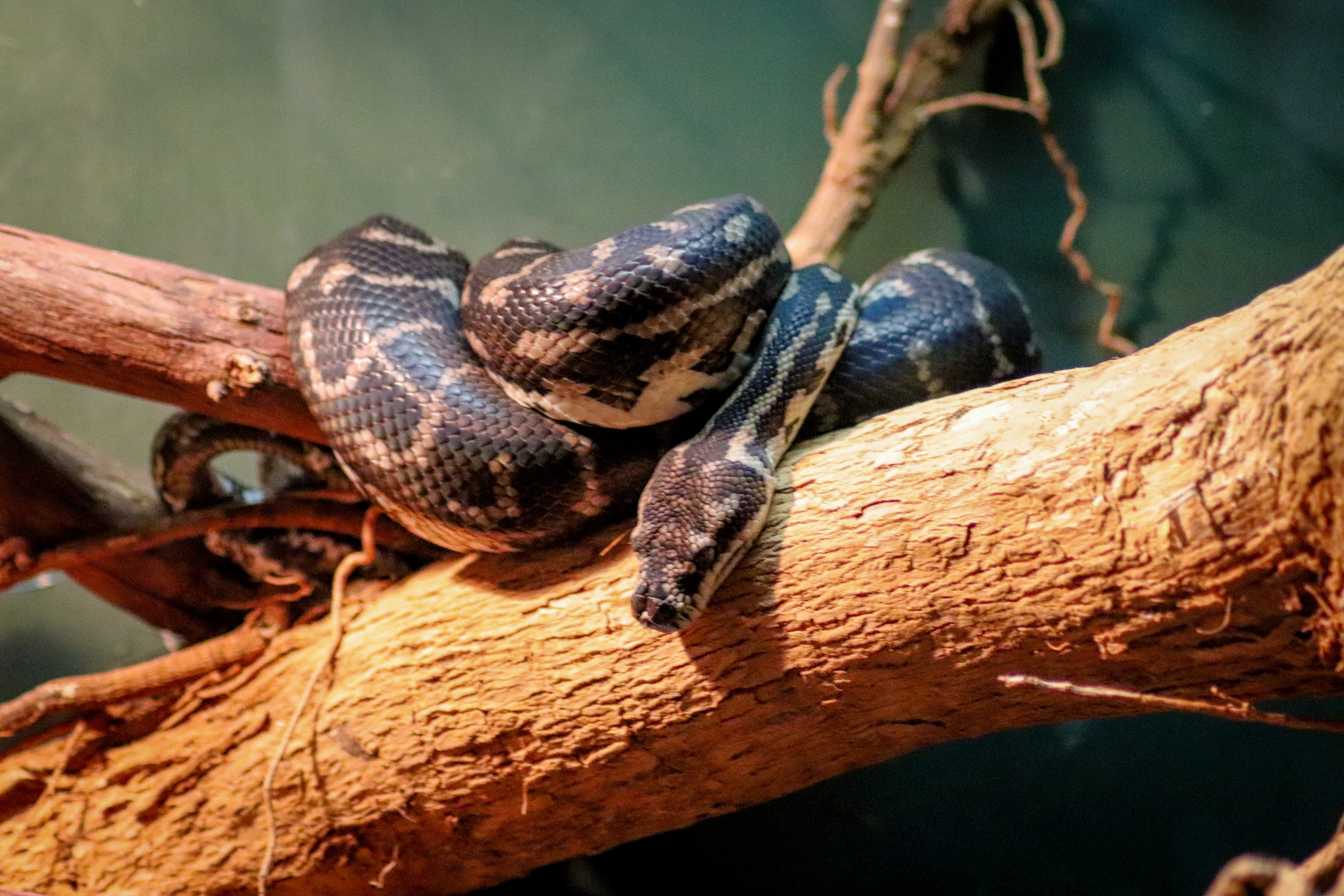 South-west Carpet Python (Morelia spilota imbricata)