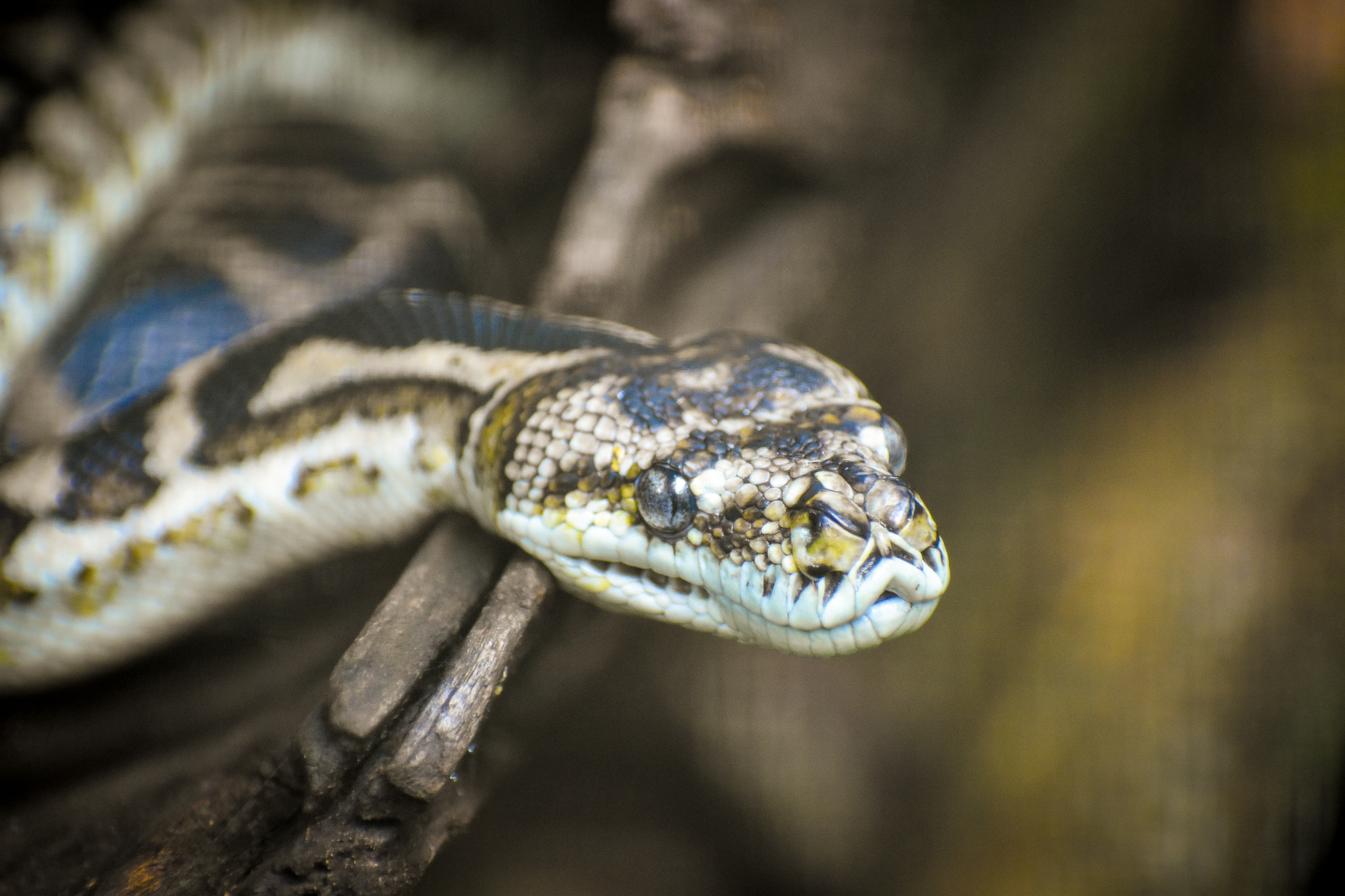 South-West Carpet Python (Morelia spilota imbricata)