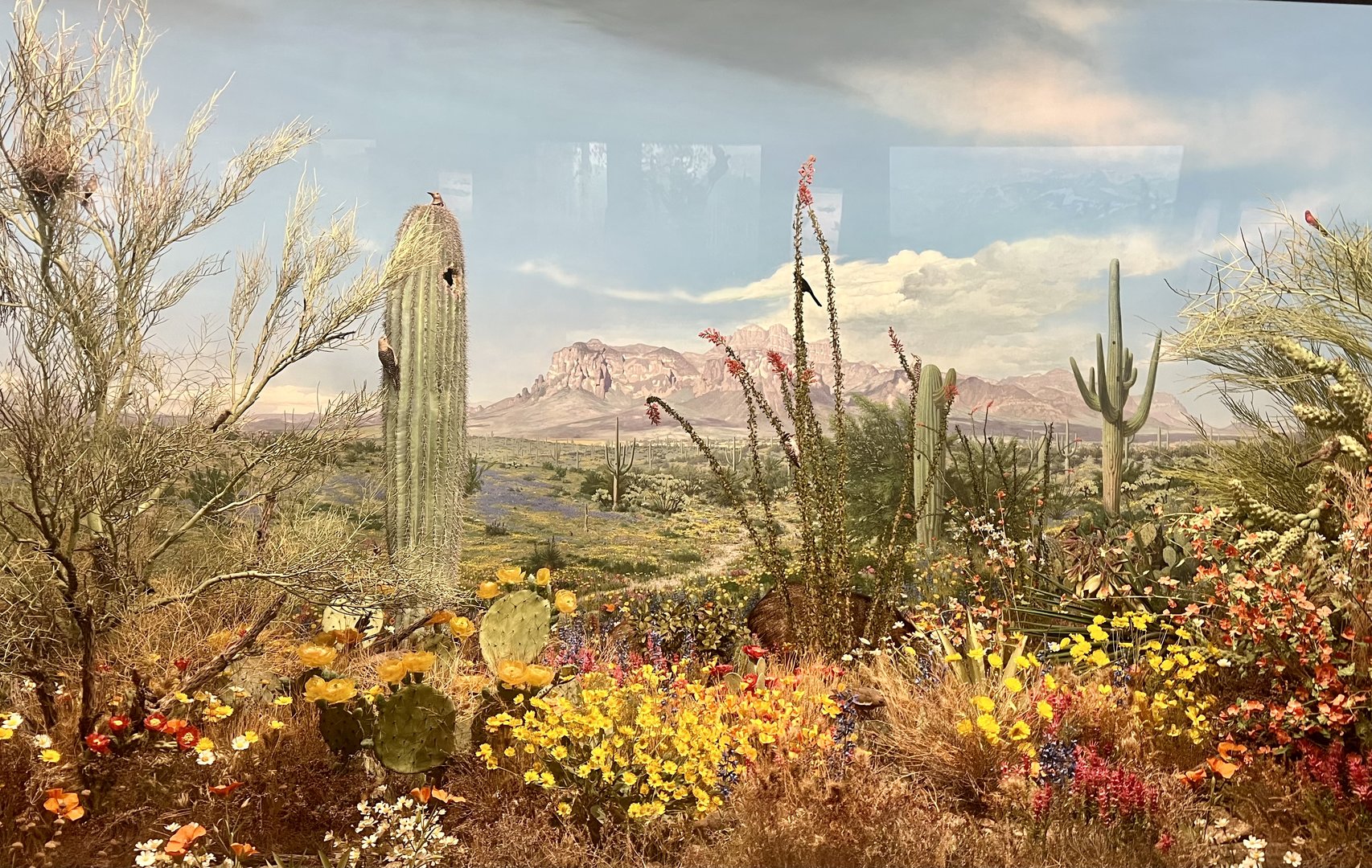 South-western Desert Diorama