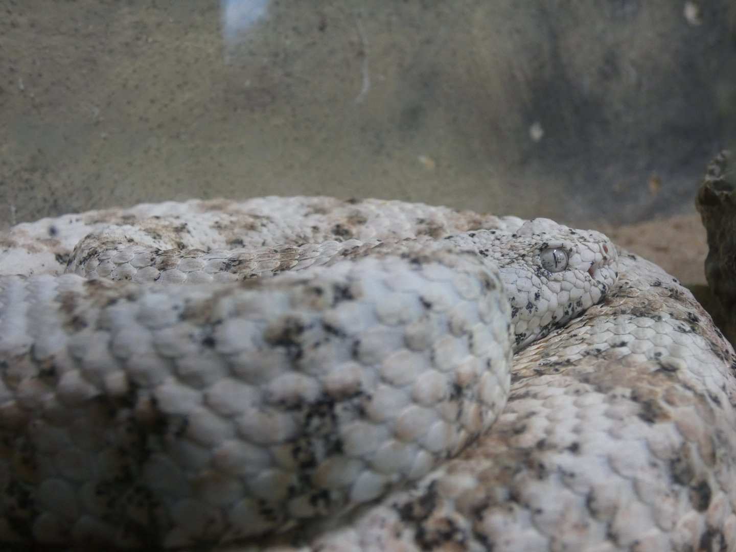 South-western speckled rattlesnake