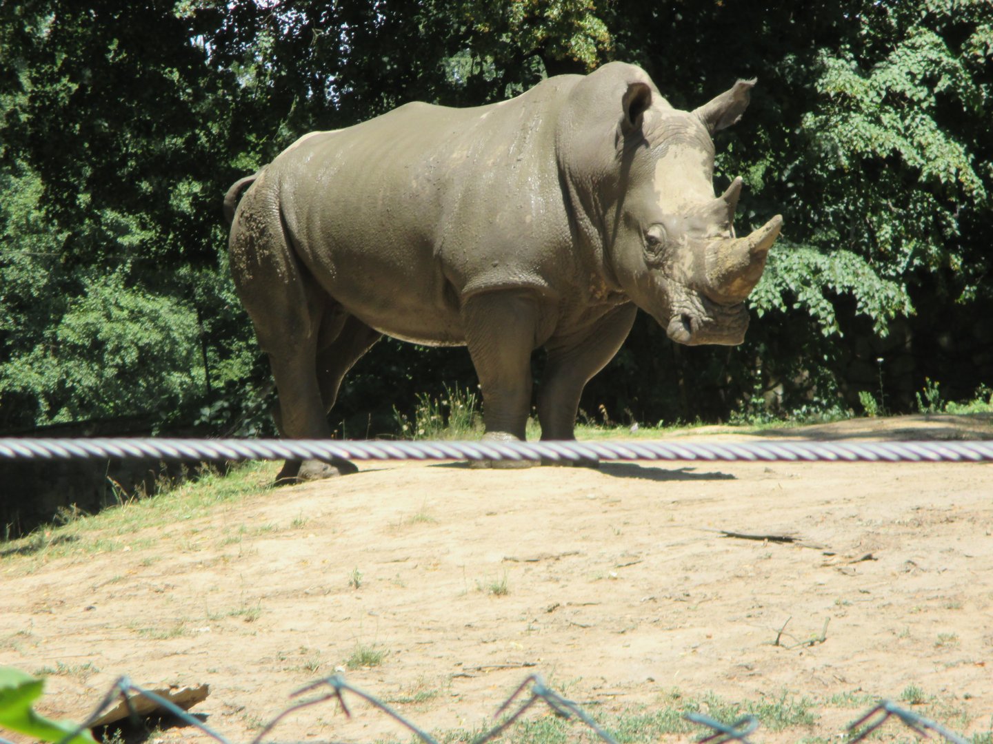 South white rhino Kashka