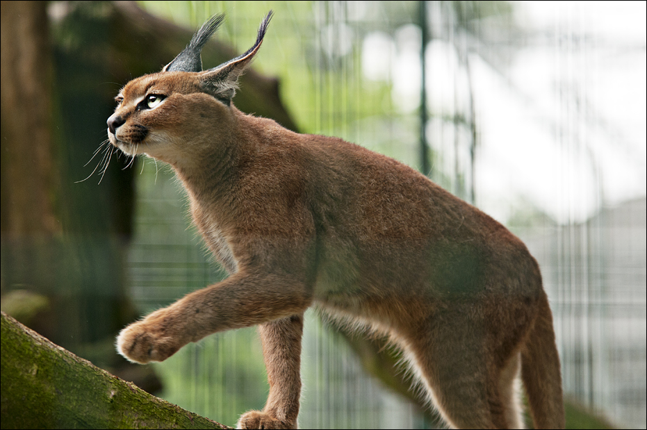 Southafrican caracal at Thüle
