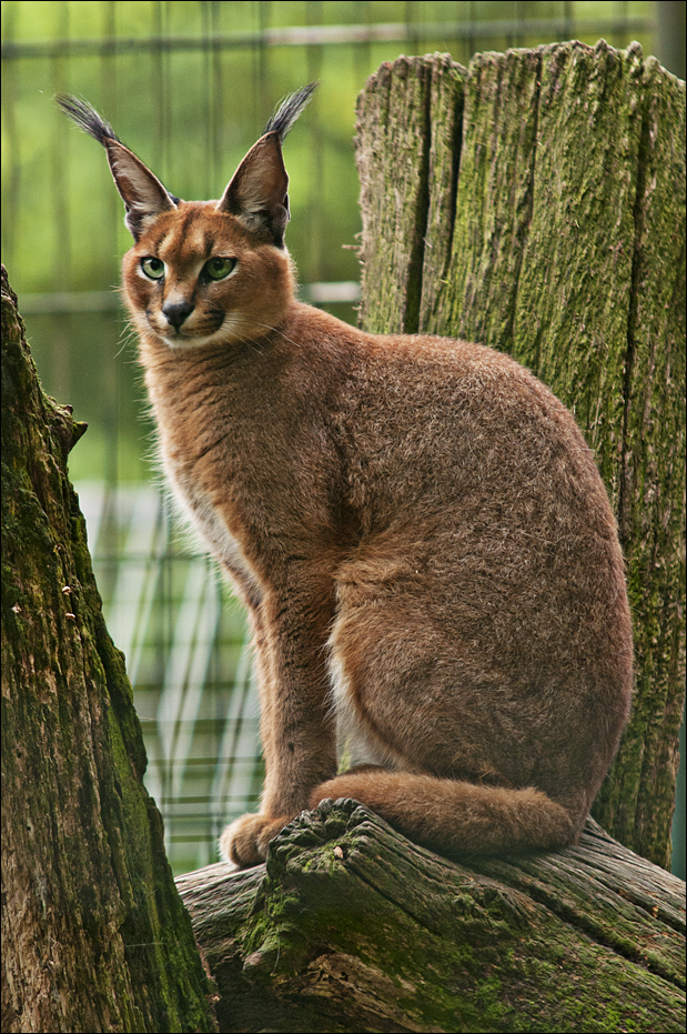 Southafrican caracal at Thüle