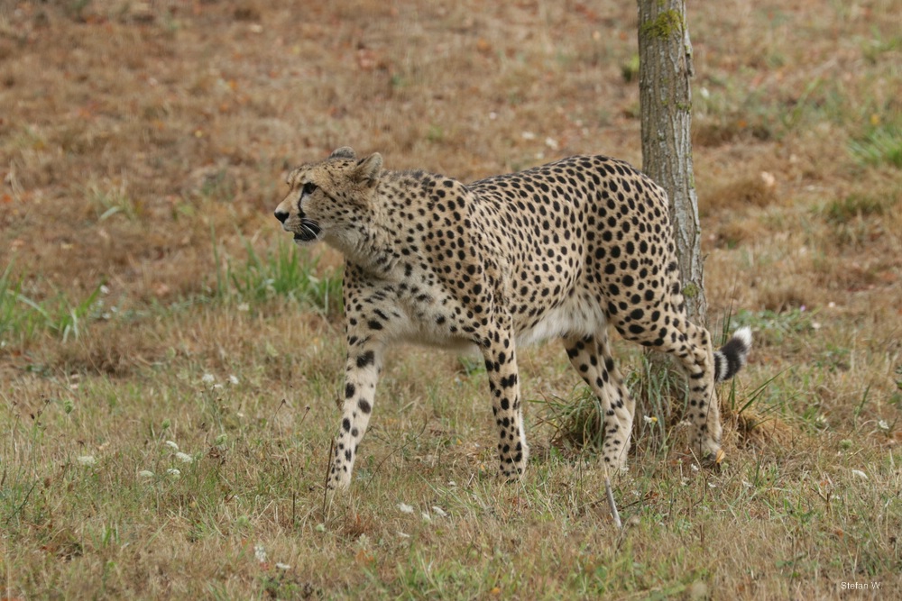Southafrican Cheetah