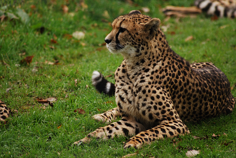 Southafrican cheetah