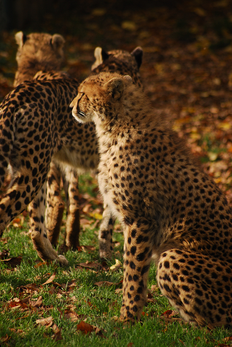 Southafrican cheetah