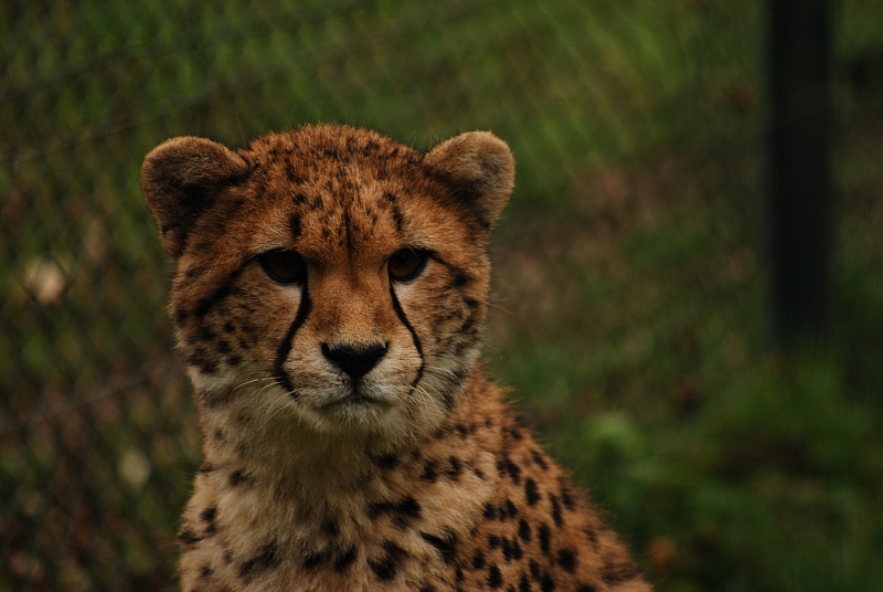 Southafrican cheetah