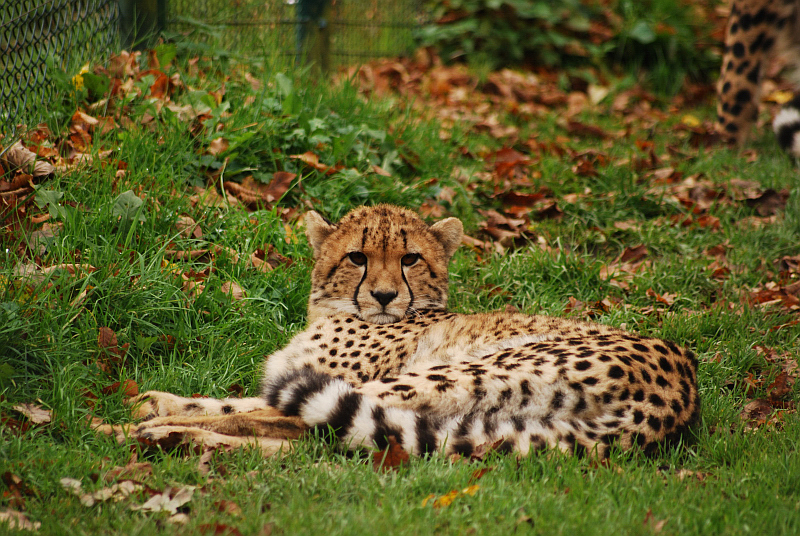 Southafrican cheetah