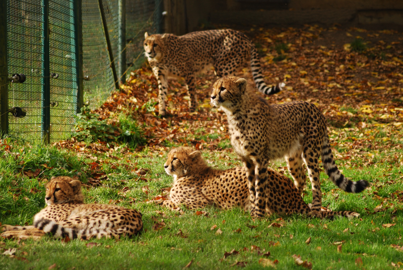 Southafrican cheetah
