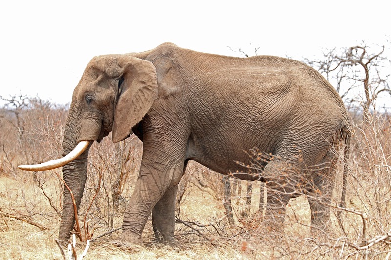 Southafrican Elephant