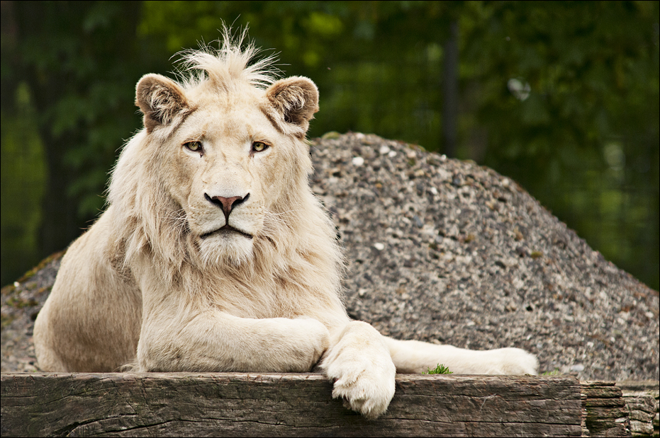 Southafrican lion at Thüle