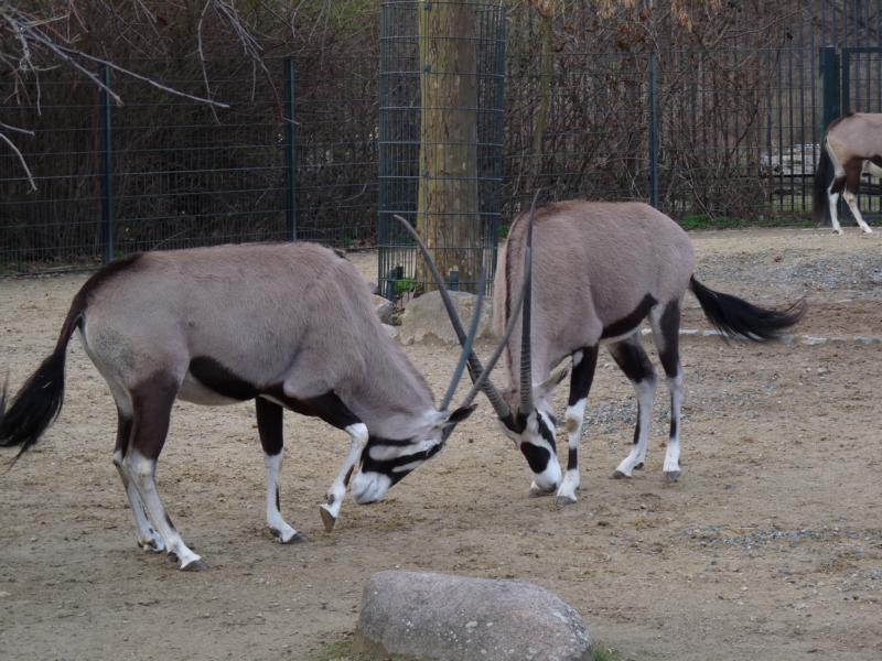 Southafrican Oryx, fighting