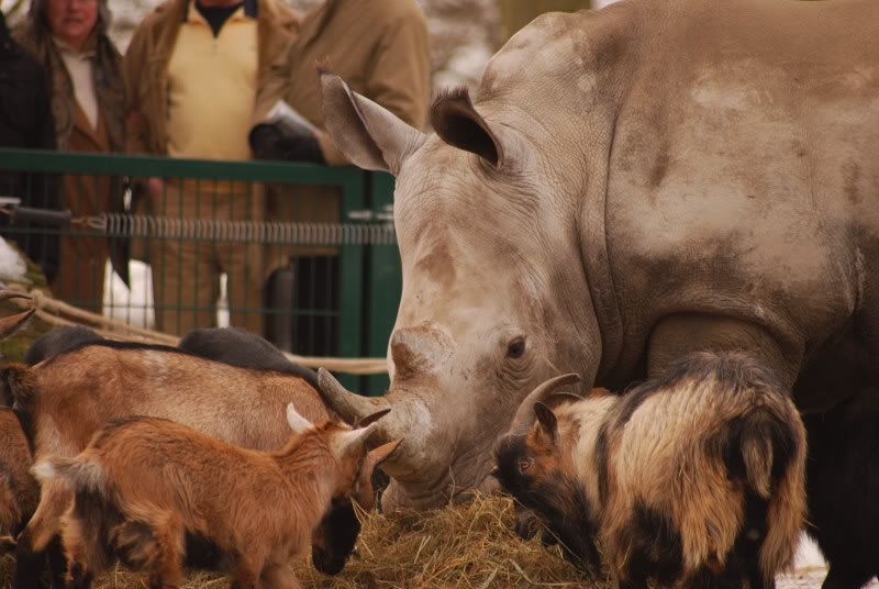 Southafrican white rhino