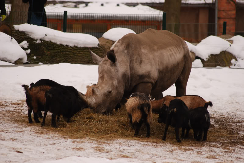 Southafrican white rhino