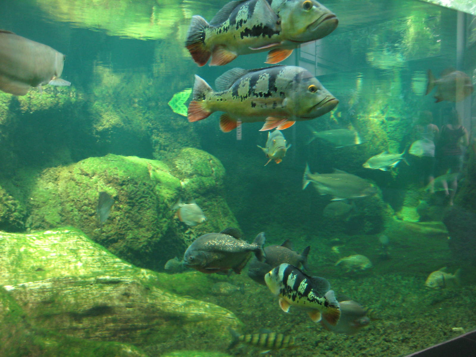 Southamerica Tank with Piraya