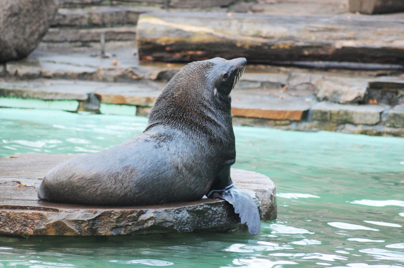 Southamerican fur seal male