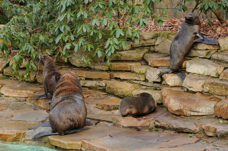 Southamerican fur seals