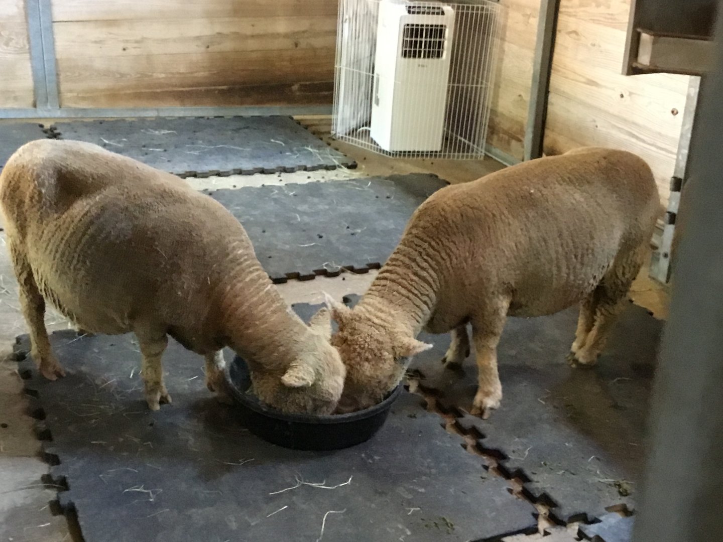 Southdown Sheep (Ovis Aries)