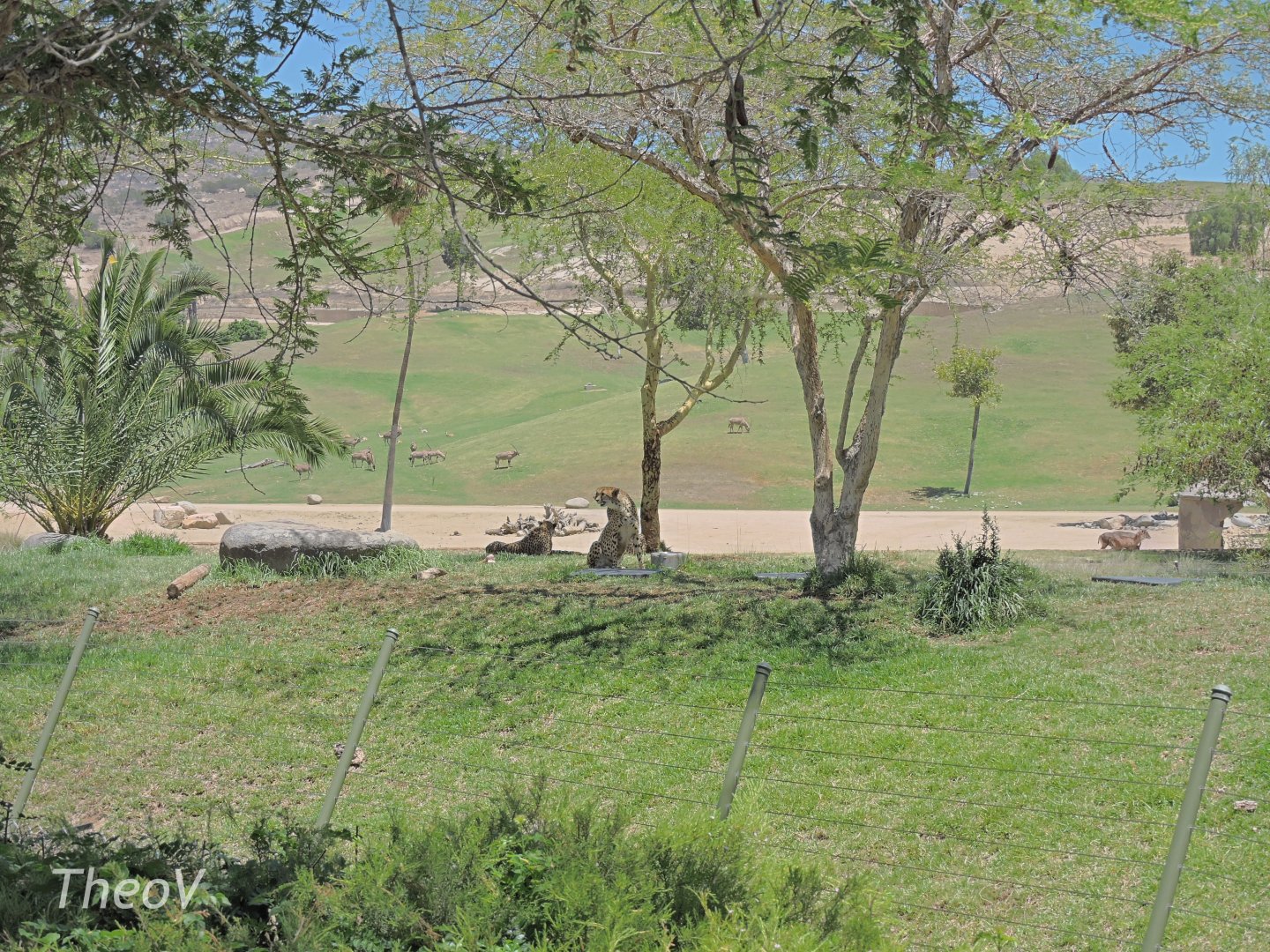 Southeast African cheetah [2015]