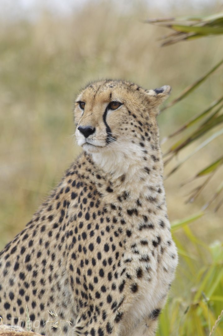 Southeast African cheetah [2020]