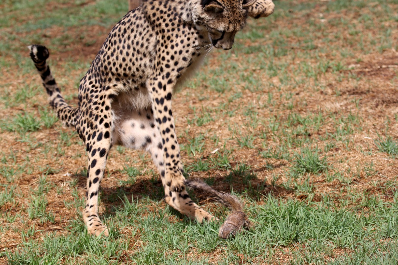 Southeast African cheetah (Acinonyx jubatus jubatus) chasing a South African ground squirrel (Xerus inauris)