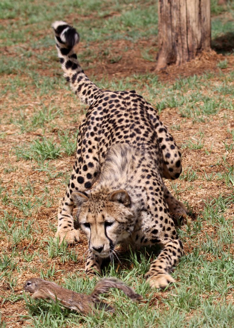 Southeast African cheetah (Acinonyx jubatus jubatus) chasing a South African ground squirrel (Xerus inauris)