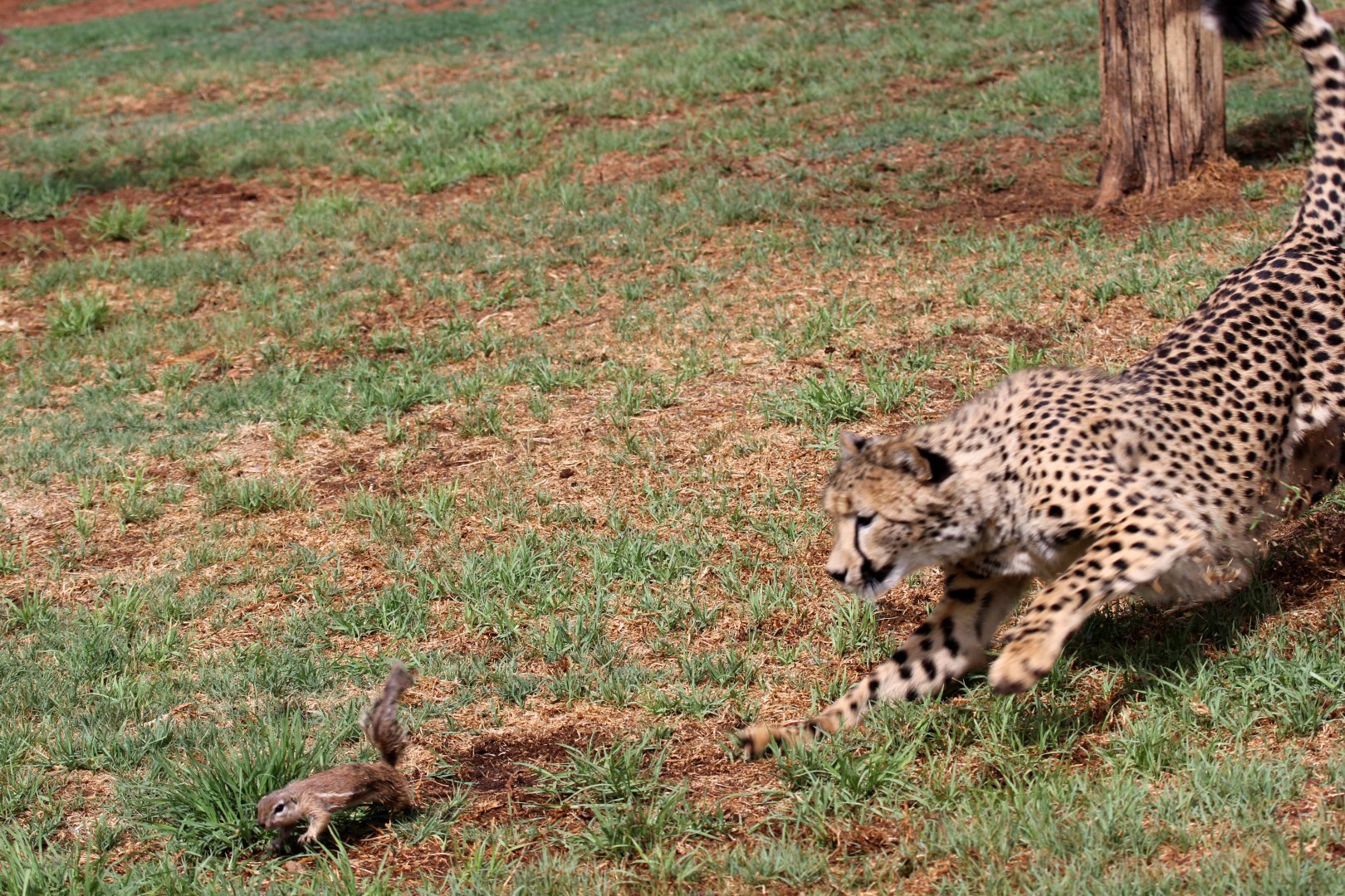 Southeast African cheetah (Acinonyx jubatus jubatus) chasing a South African ground squirrel (Xerus inauris)