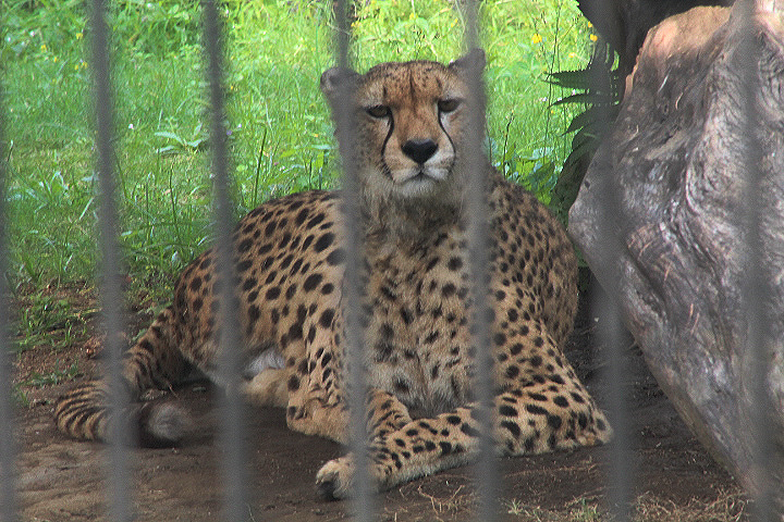 Southeast African cheetah  (Acinonyx jubatus jubatus) - Drive Thru Park