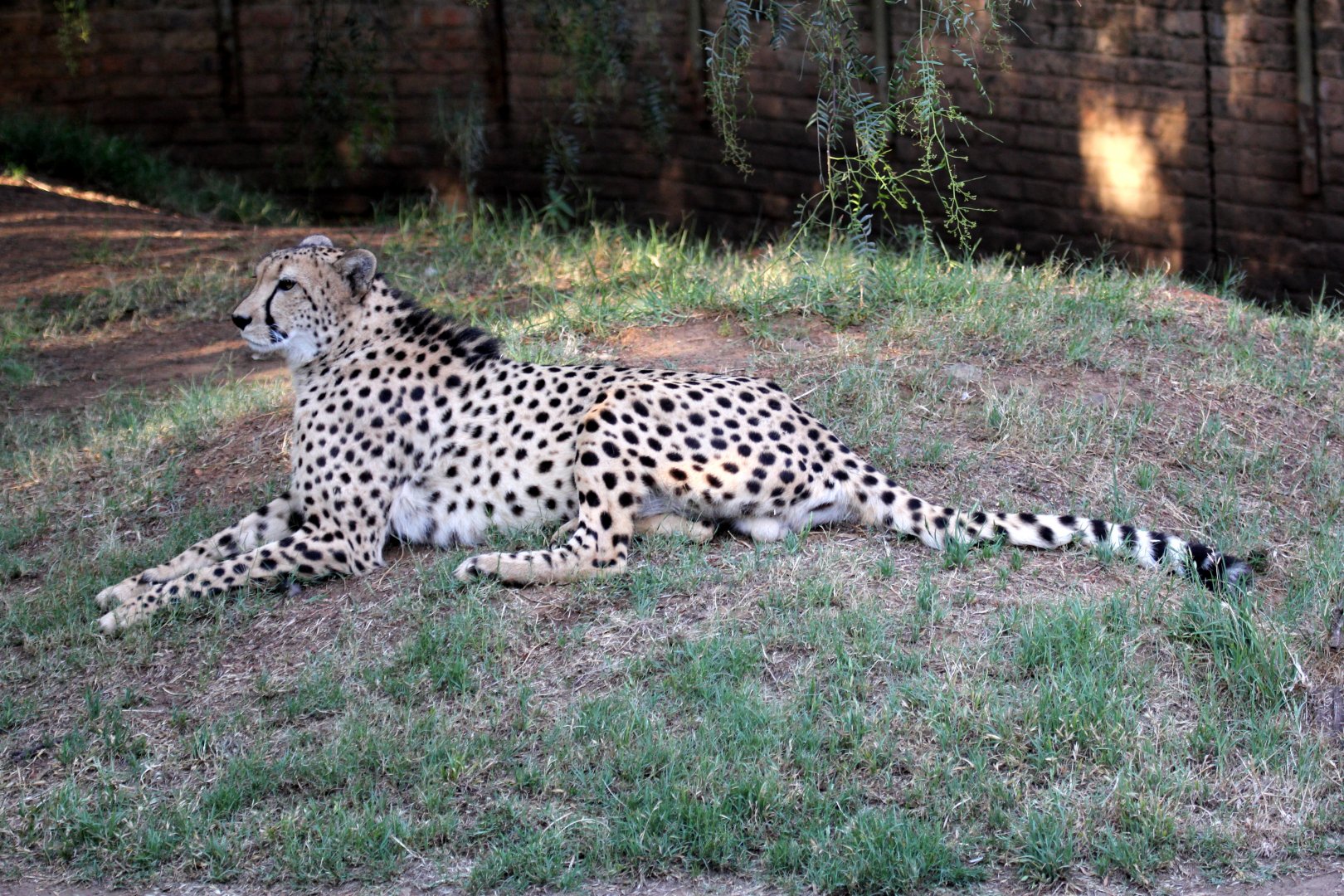 Southeast African cheetah (Acinonyx jubatus jubatus)
