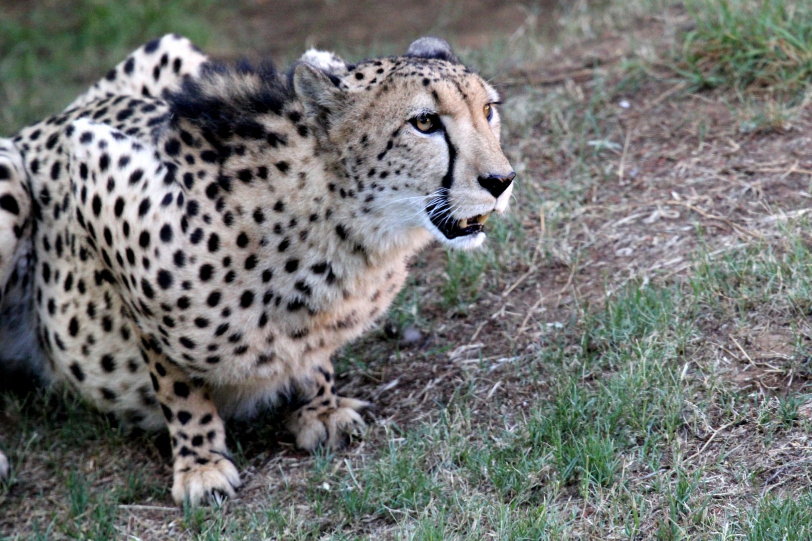 Southeast African cheetah (Acinonyx jubatus jubatus)
