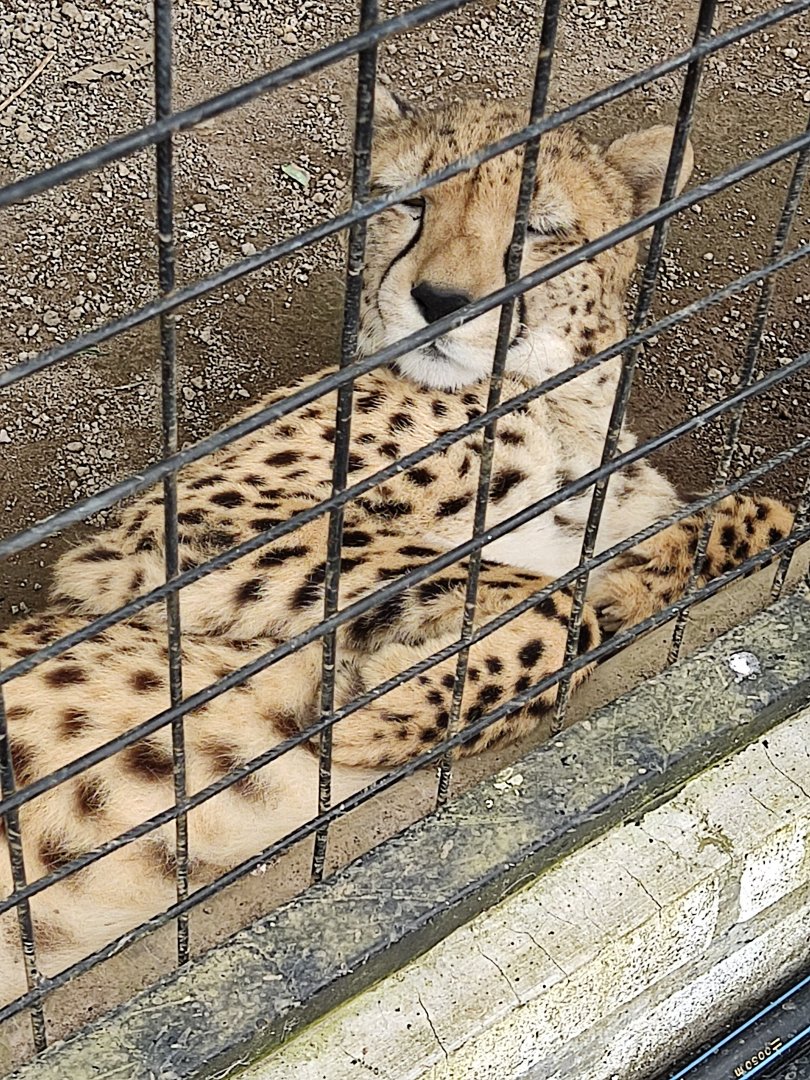 Southeast African Cheetah (Acinonyx jubatus jubatus)