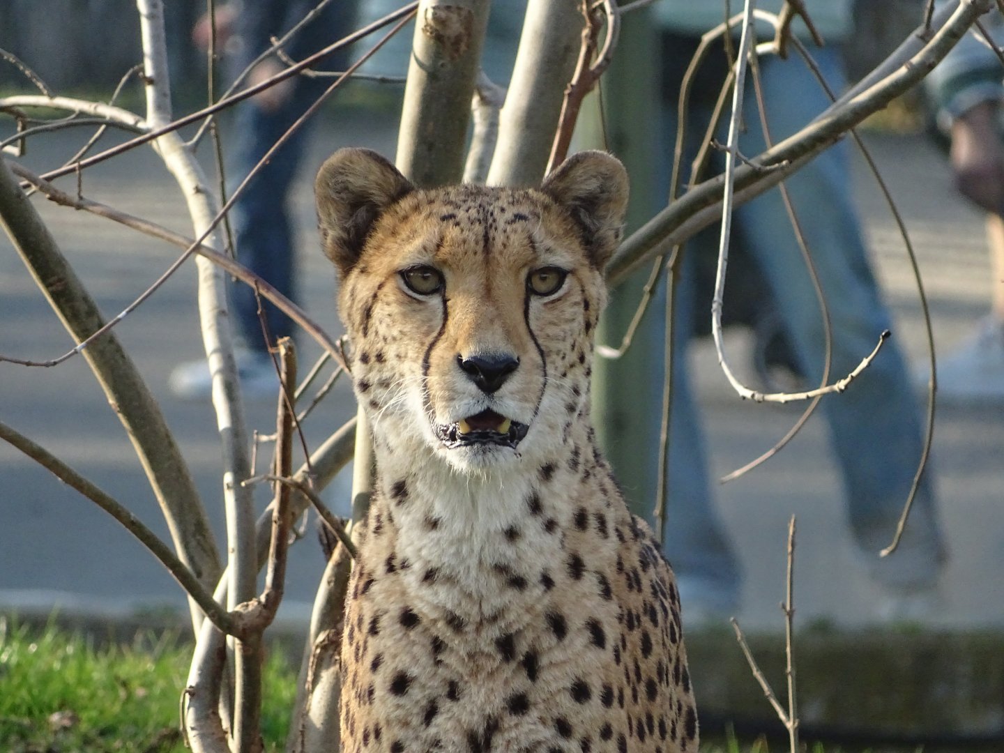 Southeast African cheetah (Acinonyx jubatus jubatus)