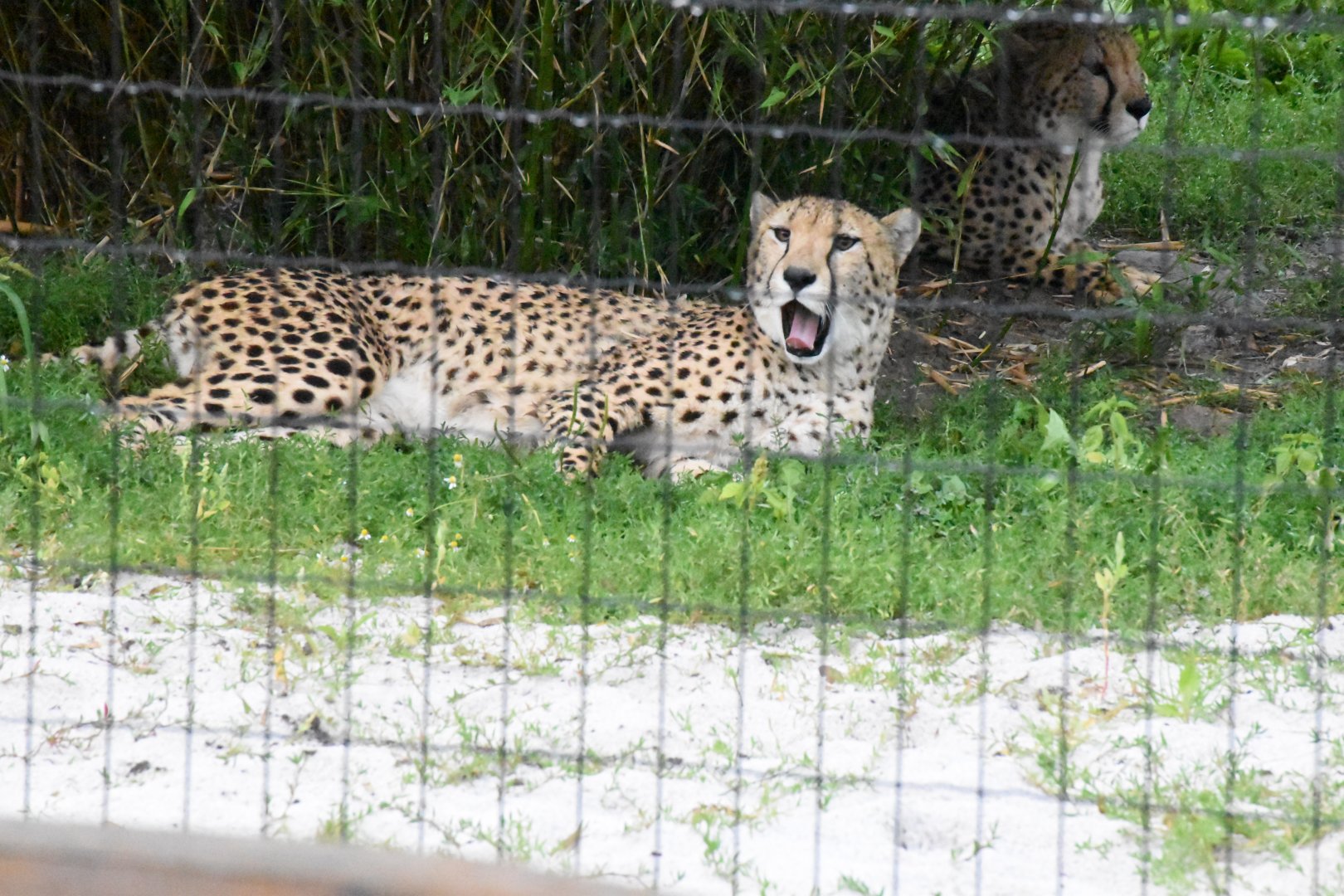 Southeast African cheetah - Artenschutzzentrum Grasleben