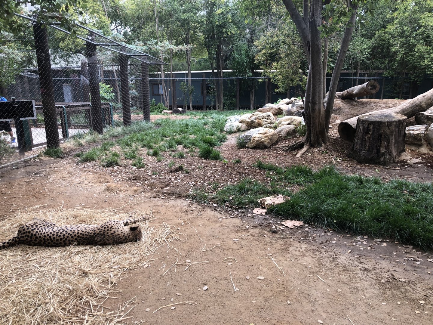 Southeast African cheetah exhibit