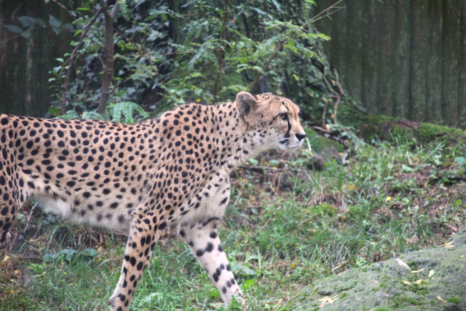 Southeast African Cheetah