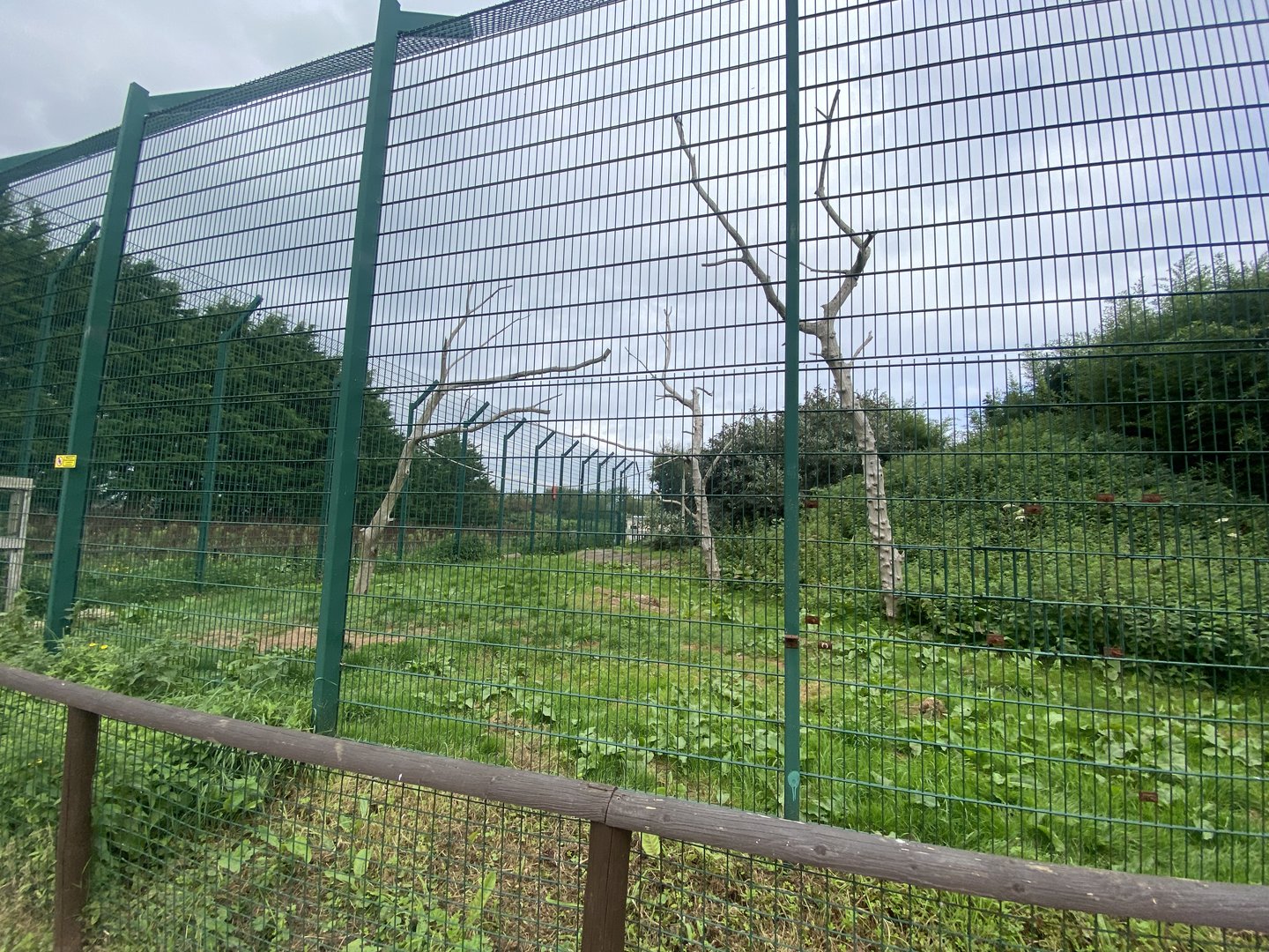 Southeast African lion enclosure no.1 130923