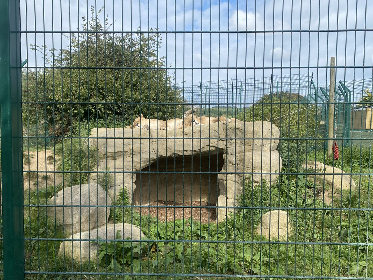 Southeast African lion enclosure no.2 130923