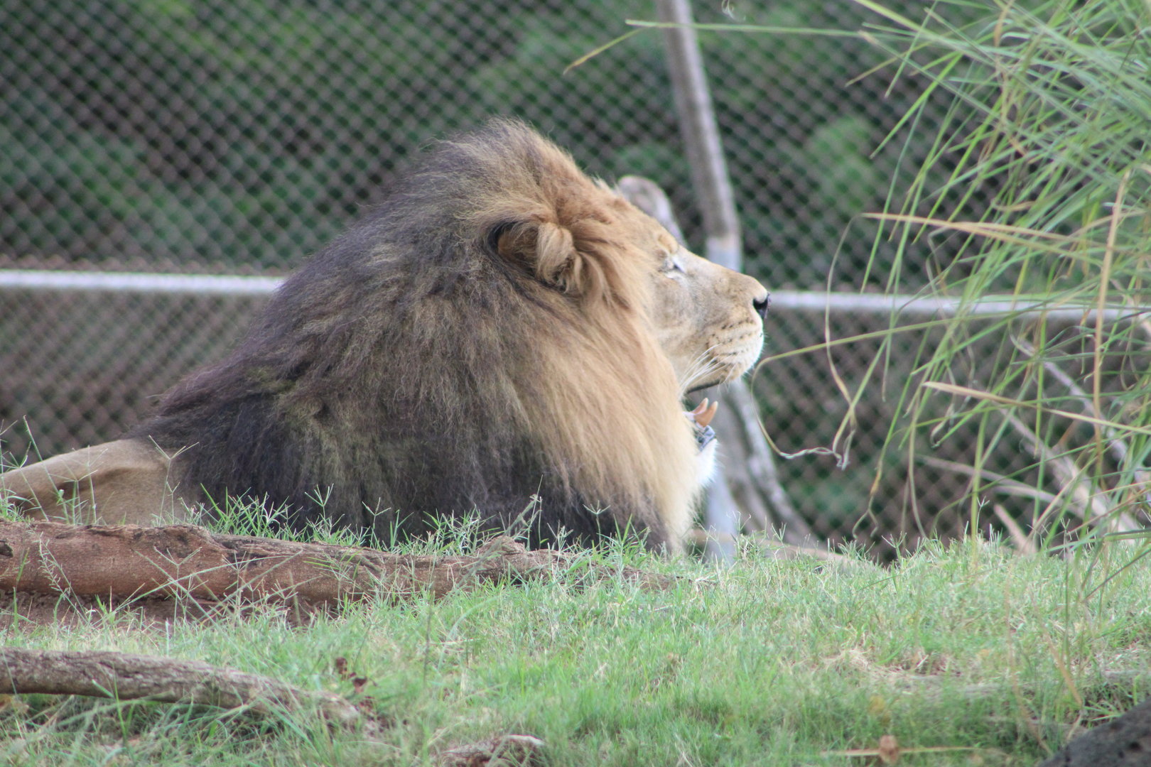 Southeast African Lion (P. l. melanochaita?)